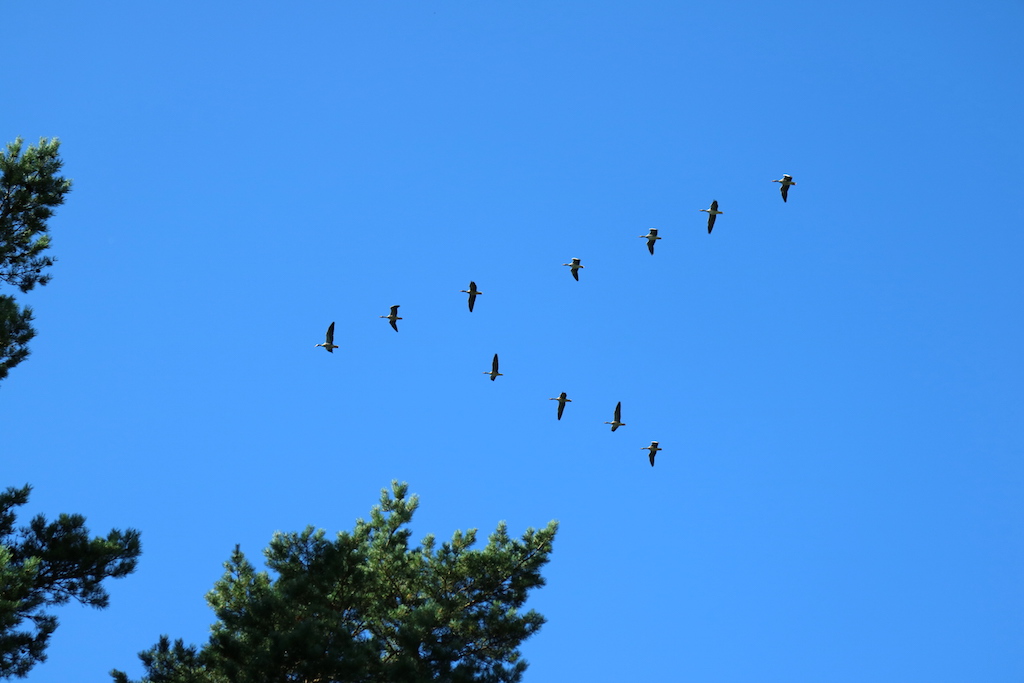 formation fågelplog