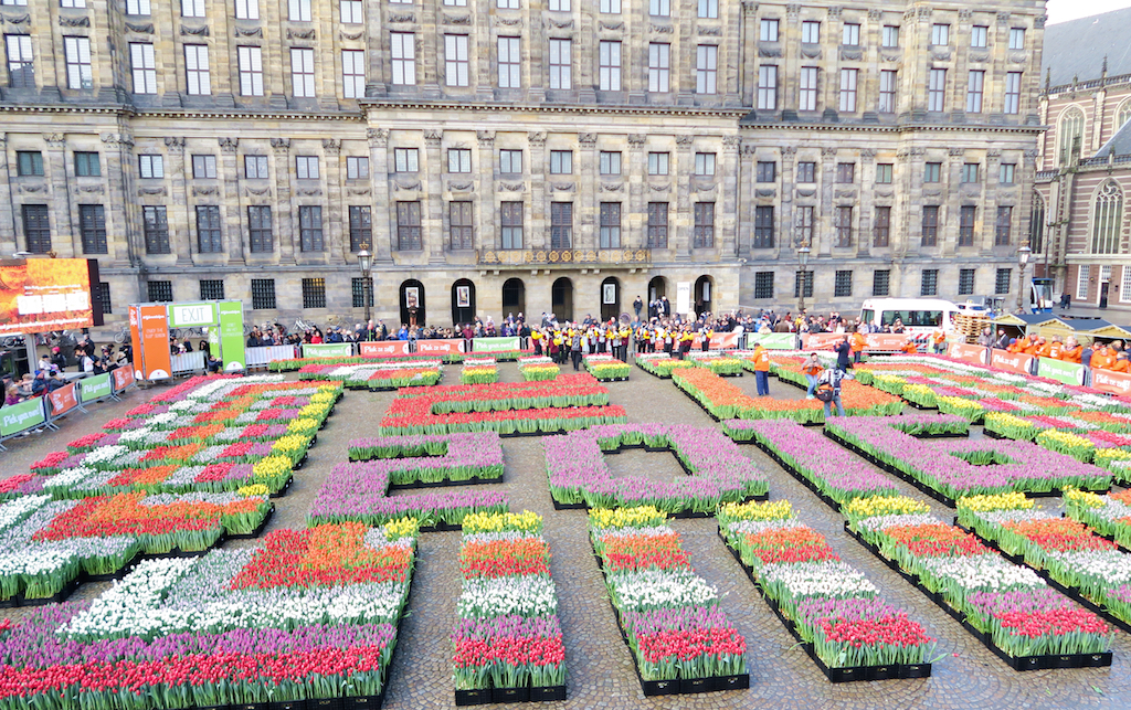 amsterdam dam square tulips