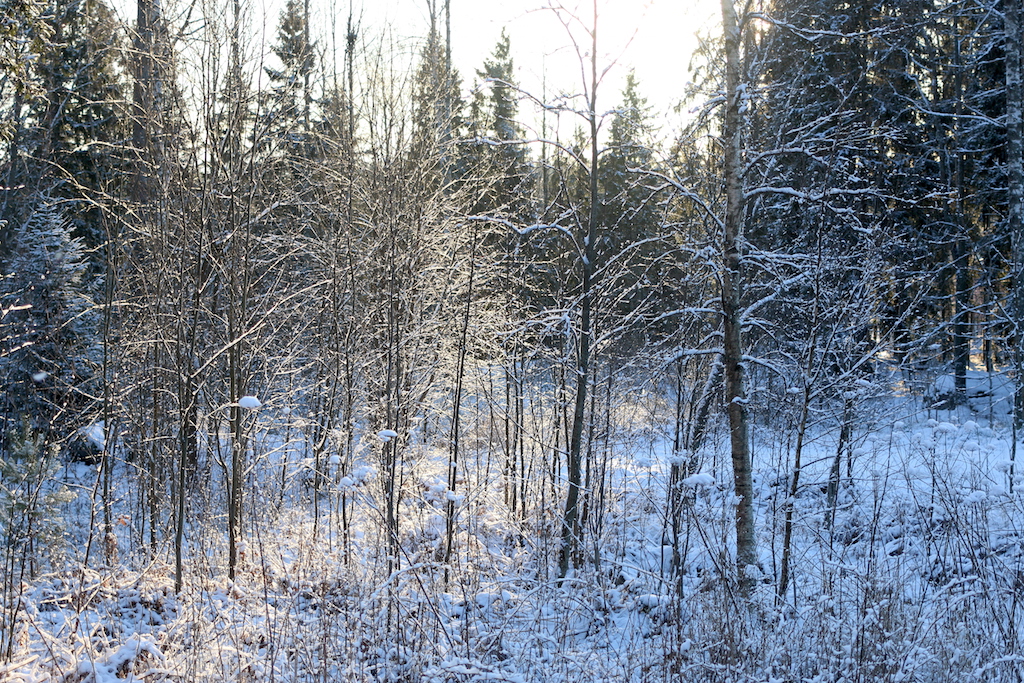 vinter solsken