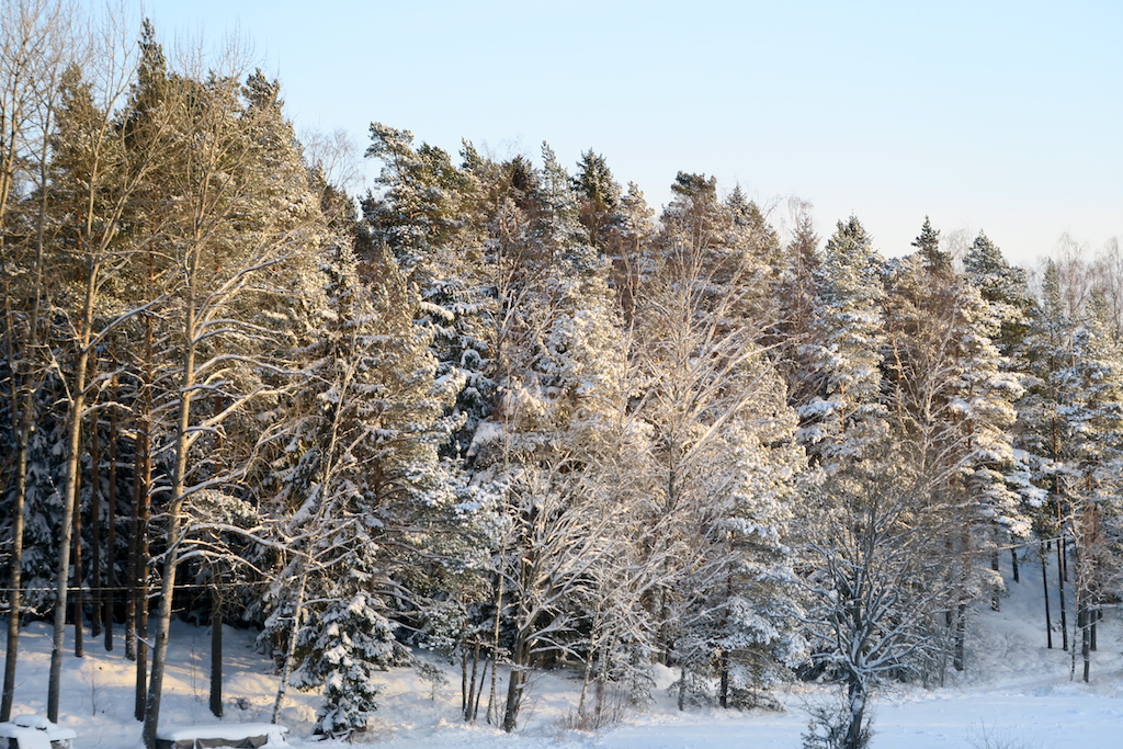 vinter vit skog